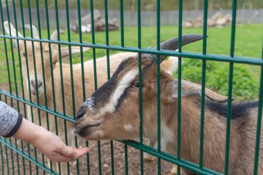Parktaki metal parmaklıkların arkasında Nijeryalı bir cüce keçiyi besleyen bir el.
