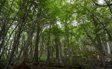 Güzel mavi gökyüzünün altında yeşil yapraklı uzun ağaçların alçak açılı görüntüsü.