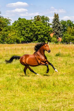 Berlin, Brandenburg 'da bir atın dikey çekimi.