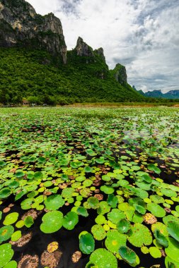 Prachuap Kiri Khan, Tayland 'daki Sam Roi Yot Milli Parkı' nda bir nilüfer ormanı ve dağ.