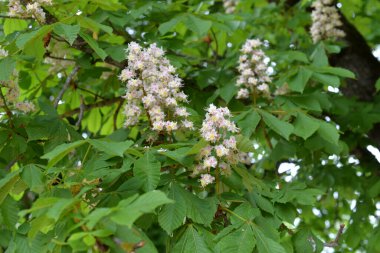 Aesculus 'un çiçek açtığı yakın plan bir fotoğraf.