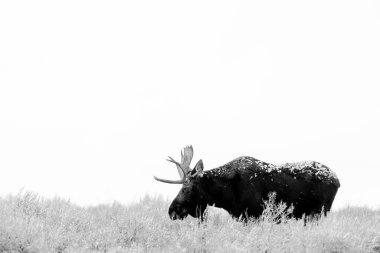 Grand Teton Ulusal Parkı 'nda güzel bir geyik manzarası, ABD