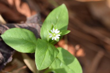 Bahçede büyüyen küçük beyaz bir çiçeğin yakın çekimi.