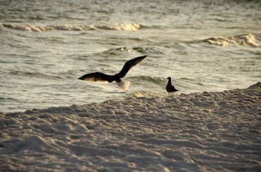 A evening beach landscape, seagulls flying along the beach under the sunlight