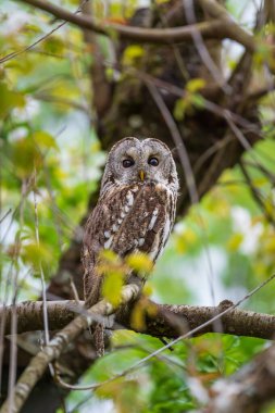 Bir ağaç dalına konmuş kahverengi bir baykuşun dikey görüntüsü.