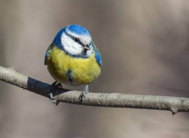 A closeup of a Eurasian blue tit on a tree branch