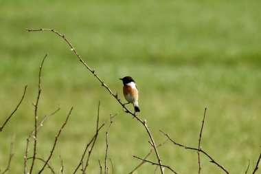 Bir dalda seçici bir Saxicola rubicol kuşu