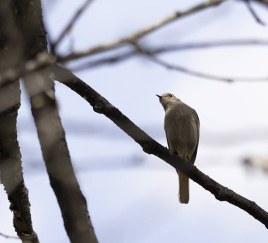 Bir dalın üzerine tünemiş siyah bir kırmızının sığ odak görüntüsü