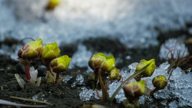 Etrafı buzla çevrili sarı bir çiçeğin yakın çekimi.