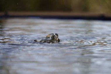 Bir çeşmenin köpüren suyundan seçici bir seçim.