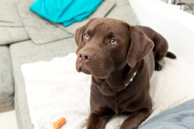 Kahverengi labrador köpeği oturma odasında oturuyor.