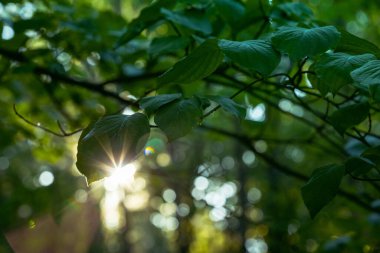Ormandaki yeşil yaprakların üzerinde parıldayan güneşin güzel manzarası bulanık arka planda.