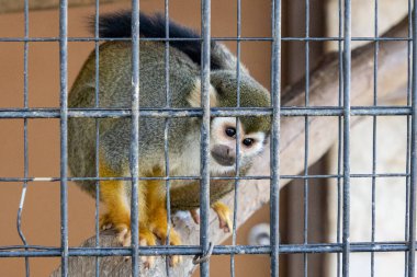 New Barnful, Teksas 'ta bir hayvanat bahçesinde kafesin arkasında şirin bir örümcek maymun.
