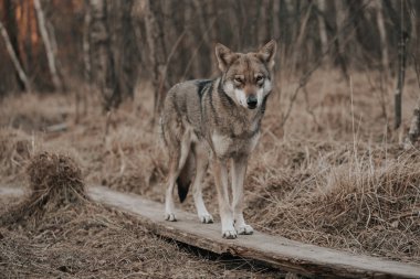 Güzel bir Saarloos Wolfdog ağaçların ve otların olduğu bir ormanda bir kerestenin üzerinde duruyor.