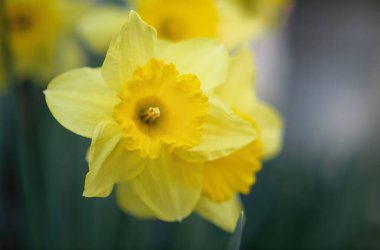 Bulanık arkaplanı olan sarı bir Jonquil çiçeğinin sığ odak noktası.