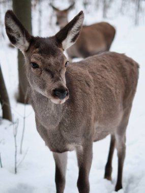 Kızıl Geyik 'in kar sırasında ormanda yürüdüğünü gösteren dikey bir görüntü..