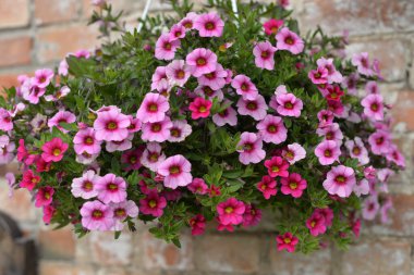 Tencerede bir grup kırmızı hanım evladının yakın plan fotoğrafı.