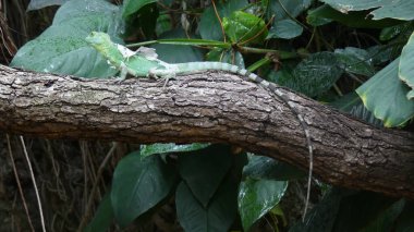 Frankfurt, Almanya 'da ağaçta sürünen büyük yeşil bir iguana.