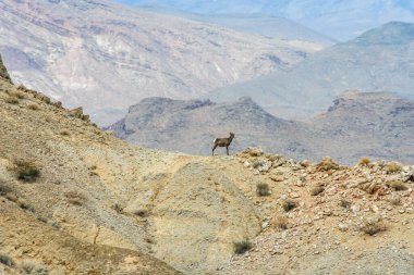 Nevada 'da güneşli bir günde çölde bir Sierra Nevada koyunu.