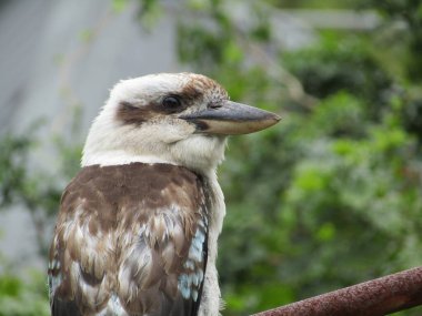 Bir ağacın dalında duran Kookaburras kuşunun ve arka plandaki ağaçların yakın plan çekimi.