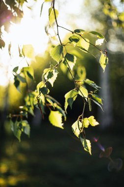 Güneşli arka planda yeşil bir huş dalı