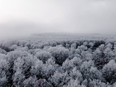 Gri tonda sisli bir kış gününde, yemyeşil ormandaki karla kaplı ağaçların hava manzarası.