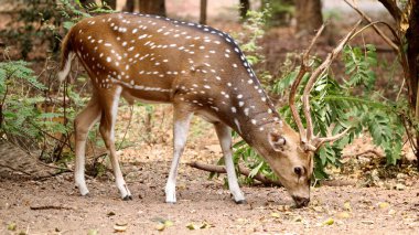 Parkta benekli bir geyiğin yakın çekimi.