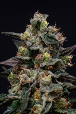 İçerde büyüyen marihuana bitkilerinin ve çiçeklerin dikey yakın çekimi.