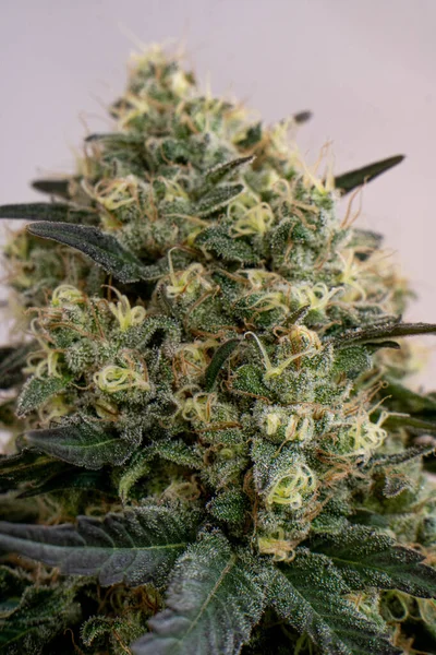Függőleges Közelkép Beltéri Termesztésű Marihuána Cannabis Növények Virágok Meleg Szürke — Stock Fotó