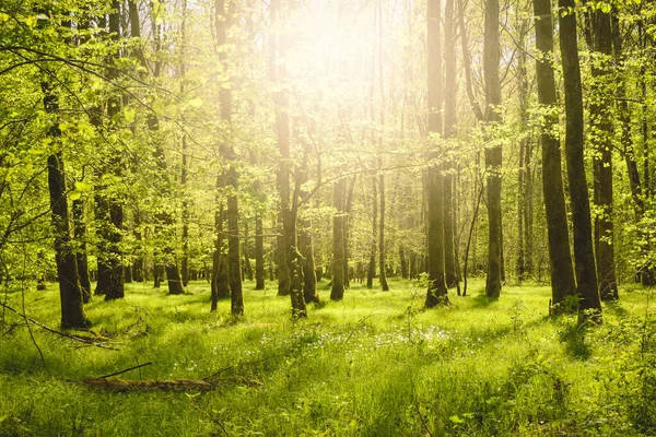 ドイツの木々に照りつける太陽の光が美しい風景 — ストック写真