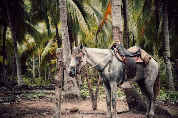 Primer Plano Caballo Blanco Pie Atado Palmeras — Foto de Stock