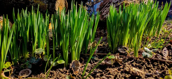 Viele Narzissensprossen Einem Sonnigen Frühlingstag — Stockfoto