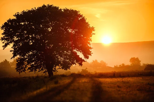 Ein Silhouettenbild Eines Großen Baumes Auf Dem Feld Gegen Den — Stockfoto