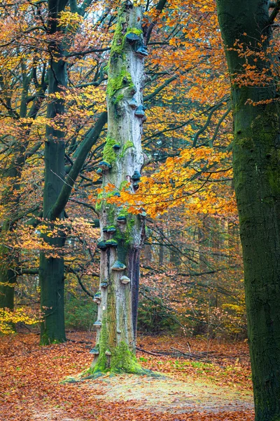 森の中の大きな古いブナの木の垂直ショット — ストック写真