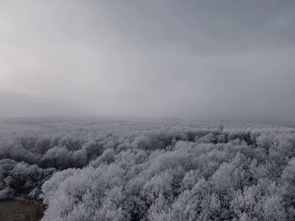 Gri Tonda Sisli Bir Kış Gününde Yemyeşil Ormandaki Karla Kaplı — Stok fotoğraf