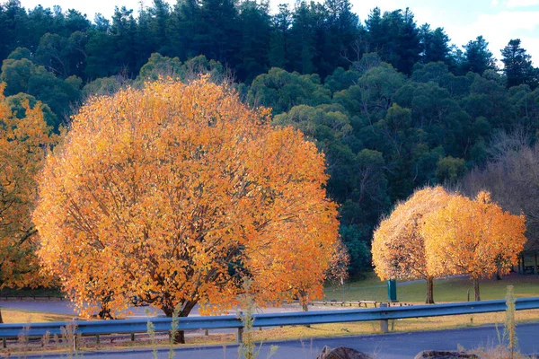 路边的秋天树木美丽的景色 — 图库照片