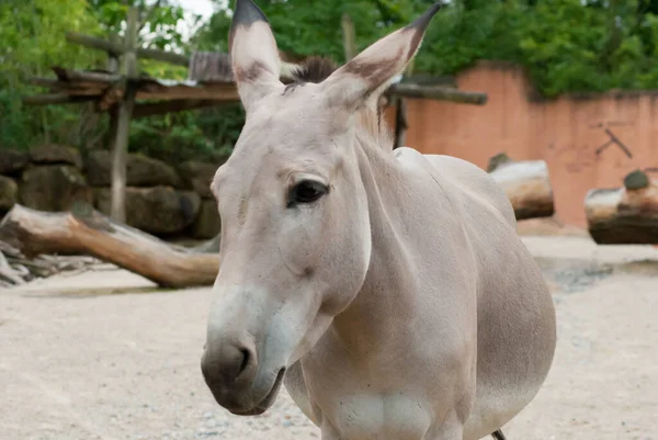 White Donkey Its Enclosure Trees Background — Stock Photo, Image
