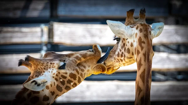 Two giraffes kissing, loving animals in a zoo