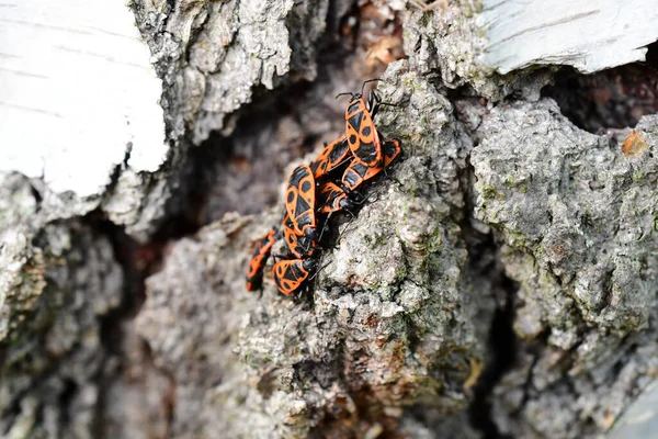 欧洲火虫在干树皮上的特写 — 图库照片