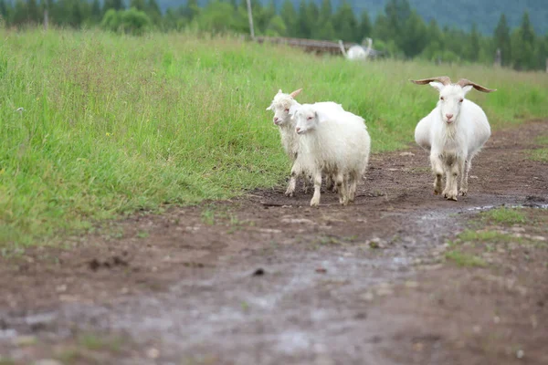 Group White Baby Goats Daytime — Stock Photo, Image