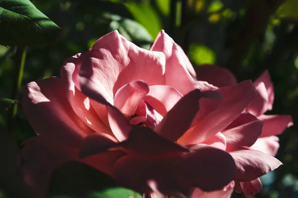 Макроснимок Розовой Розы Саду — стоковое фото