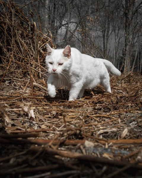 Detailní Záběr Bílé Kočky Hrající Slunci — Stock fotografie
