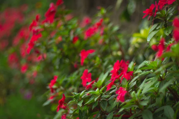 Close Das Flores Impatiens Crescendo Jardim Fundo Embaçado — Fotografia de Stock