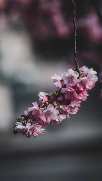 Eine Vertikale Aufnahme Schöner Kirschblüten Die Auf Verschwommenem Hintergrund Blühen — Stockfoto