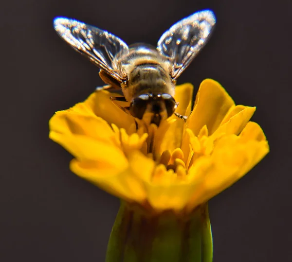 Close Uma Abelha Recolhe Pólen Uma Flor Amarela Jardim — Fotografia de Stock