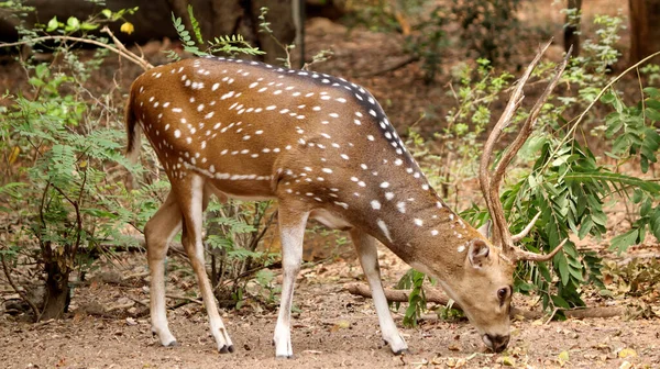 Beau Cerf Tacheté Moelleux Avec Des Bois Sur Terrain Dans — Photo