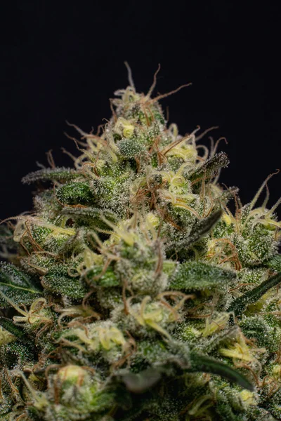 Vertikální Detailní Záběr Uvnitř Pěstované Marihuany Konopí Rostlin Květin Černém — Stock fotografie