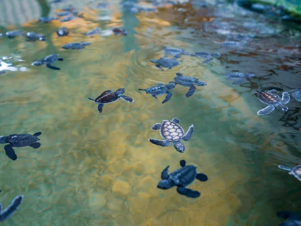 Big Group Baby Turtles Sea Turtle Preservation Society — Stock Photo, Image