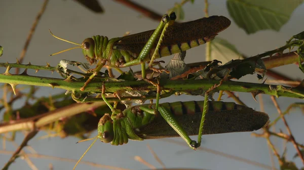 Two Grasshoppers Natural Habitat — Stock Photo, Image