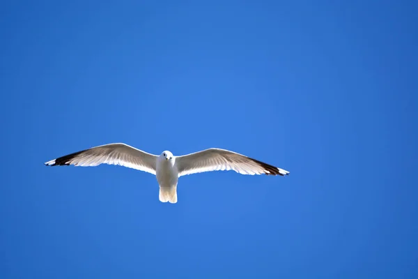 Tiro Ângulo Baixo Uma Gaivota Capturada Meio Voo Contra Céu — Fotografia de Stock